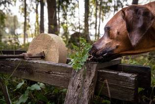 Lahjakortti 50e - Lahjakortit - 99999984-50 - 1