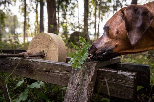 Lahjakortti 50e - Lahjakortit - 99999984-50 - 1